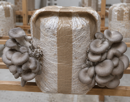 Kit Pleurotes Gris