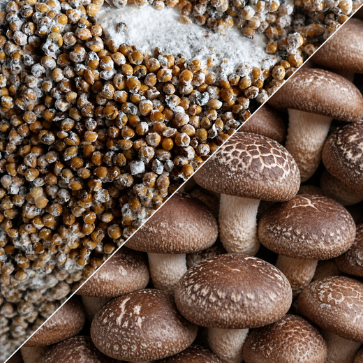 Mycélium de shiitaké sur grain et champignons shiitakés