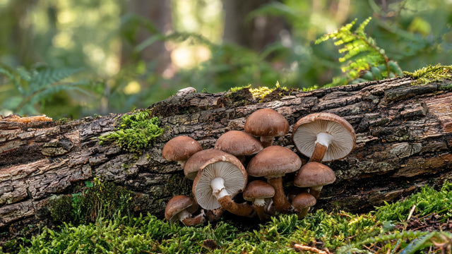 shiitake maison