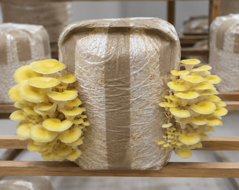 Kit Pleurotes Jaunes