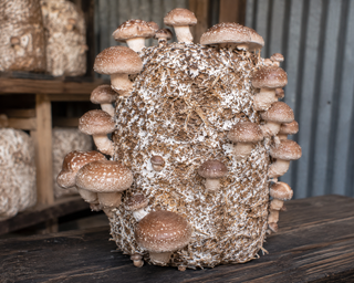 Shiitakés en croissance sur un bloc de paille colonisé après retrait du sac plastique