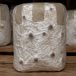 Petites boules brunes de shiitaké poussant sous le plastique d’un kit de culture sur paille, appelé aussi popcorn.
