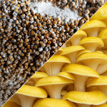 Mycélium de champignons sur grain – Pleurotes & Shiitake