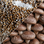 Mycélium Vrac 2 kg